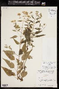 Ageratina altissima var. altissima image