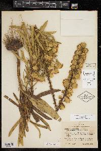 Liatris aspera image