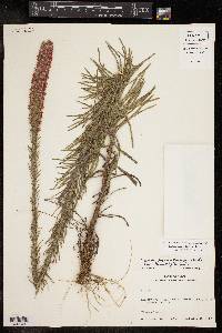 Liatris pycnostachya image