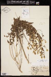 Brickellia brachyphylla image