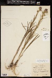 Liatris squarrosa image