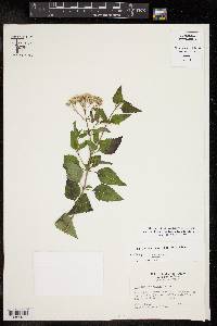 Ageratina havanensis image