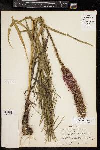 Liatris pycnostachya image