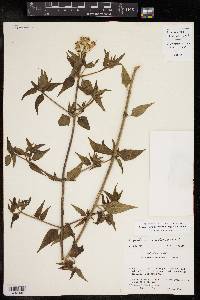 Chromolaena odorata image