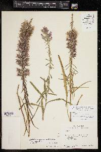 Liatris elegans var. elegans image