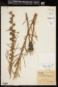 Liatris squarrosa image