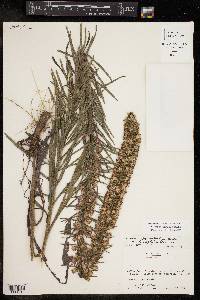 Liatris pycnostachya image