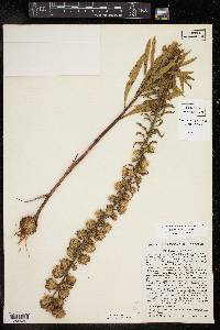 Liatris aspera image