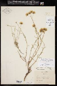 Brickellia eupatorioides image