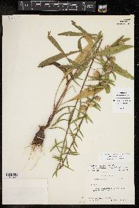 Liatris aspera image