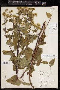 Ageratina rothrockii image