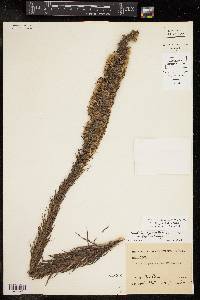 Liatris pycnostachya image