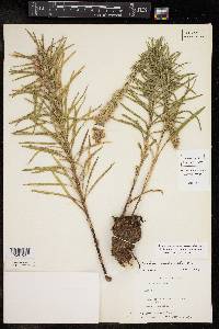 Liatris punctata image