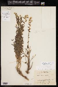 Brickellia brachyphylla image