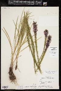 Liatris acidota image