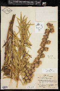 Liatris aspera image