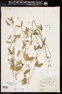 Acmella oppositifolia var. repens image