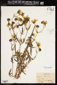 Bidens polylepis image