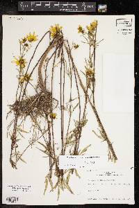 Bidens polylepis image