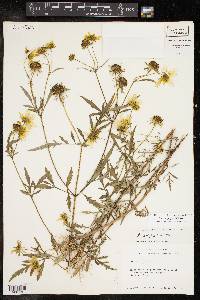 Bidens polylepis image