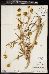 Bidens laevis image