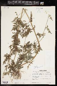 Bidens bipinnata image