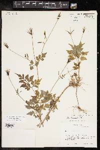 Bidens bipinnata image