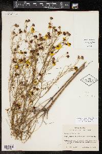 Coreopsis tinctoria image