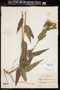 Helianthus hirsutus image