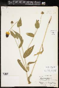 Rudbeckia amplexicaulis image