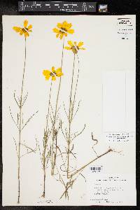 Coreopsis grandiflora image