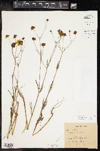 Coreopsis tinctoria image