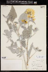 Helianthus argophyllus image