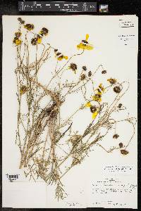 Coreopsis wrightii image