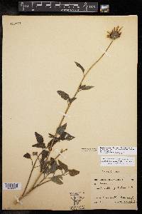 Helianthus petiolaris image