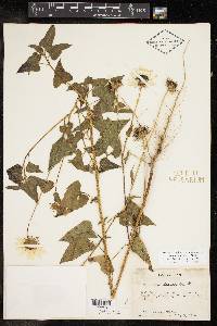 Helianthus debilis image