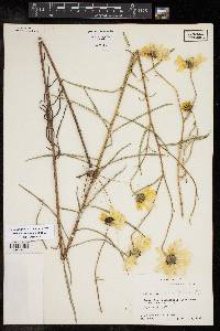 Helianthus angustifolius image