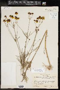 Coreopsis tinctoria image