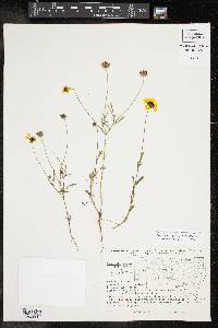 Coreopsis wrightii image