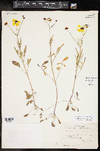 Coreopsis basalis image