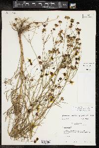 Coreopsis tinctoria image