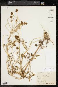 Coreopsis tinctoria image