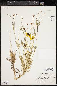 Coreopsis tinctoria image