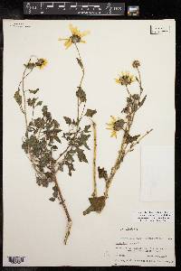 Helianthus praecox var. runyonii image