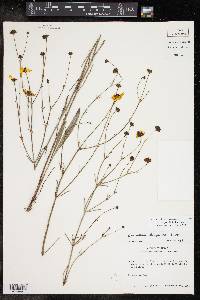 Coreopsis linifolia image