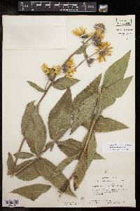 Helianthus mollis image