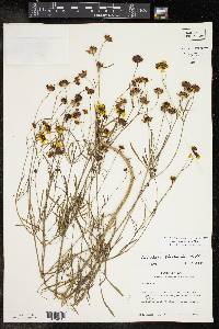 Coreopsis tinctoria image