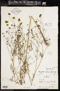 Coreopsis tinctoria image