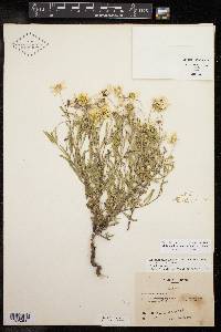 Melampodium leucanthum image