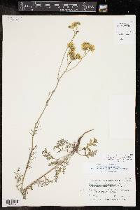 Hymenopappus scabiosaeus var. corymbosus image